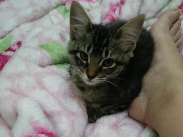 Gato ra a  idade  nome Não sei 