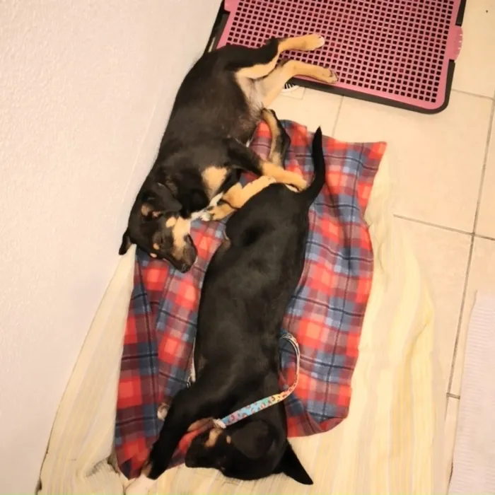 Cachorro ra a  idade 2 a 6 meses nome Não sei 