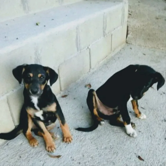 Cachorro ra a  idade 2 a 6 meses nome Não sei 