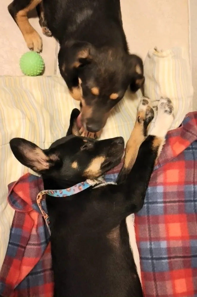 Cachorro ra a  idade 2 a 6 meses nome Não sei 