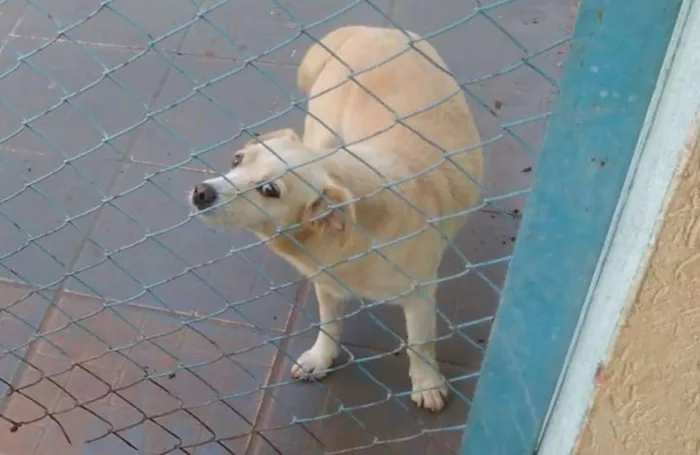 Cachorro ra a Vira lata idade 6 ou mais anos nome Pitoco