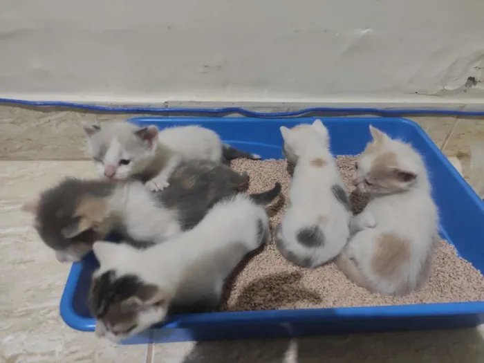 Gato ra a  idade Abaixo de 2 meses nome Gatinhos abandonados