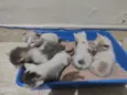 Gatinhos abandonados