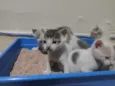 Gatinhos abandonados