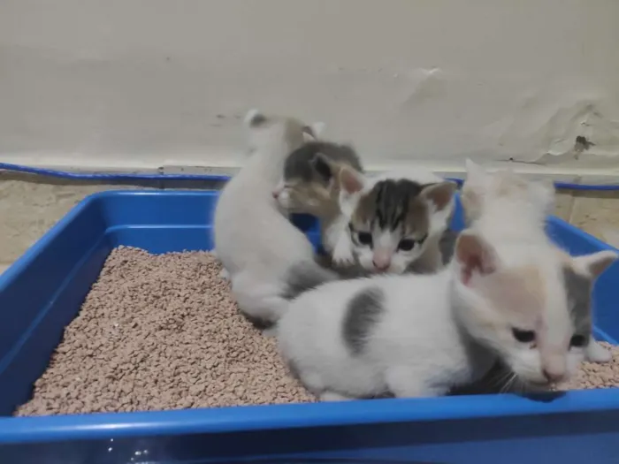 Gato ra a  idade Abaixo de 2 meses nome Gatinhos abandonados