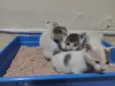 Gatinhos abandonados