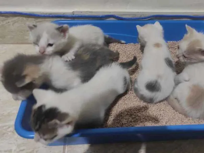 Gato ra a  idade Abaixo de 2 meses nome Gatinhos abandonados
