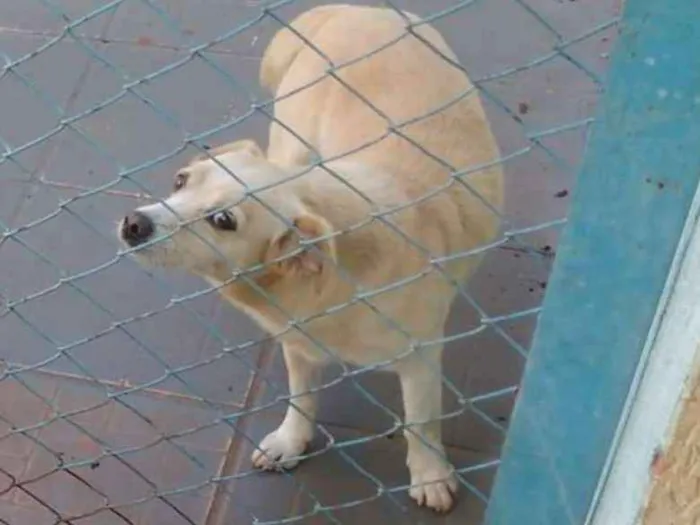 Cachorro ra a Vira lata idade 6 ou mais anos nome Pitoco