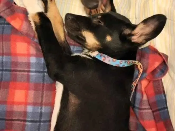 Cachorro ra a  idade 2 a 6 meses nome Não sei 