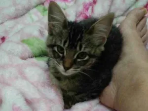 Gato raça  idade  nome Não sei 
