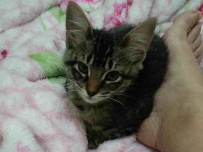 Gato ra a  idade  nome Não sei 