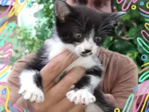 Gato raça  idade 2 a 6 meses nome Não sei 
