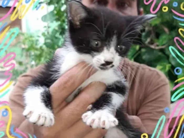 Gato ra a  idade 2 a 6 meses nome Não sei 