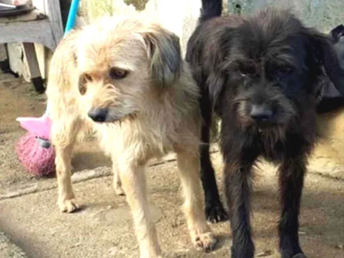 Cachorro ra a Não tem  idade 1 ano nome Não sei 