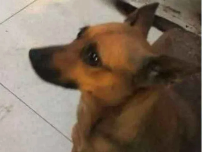 Cachorro ra a SRD idade 2 anos nome Luna