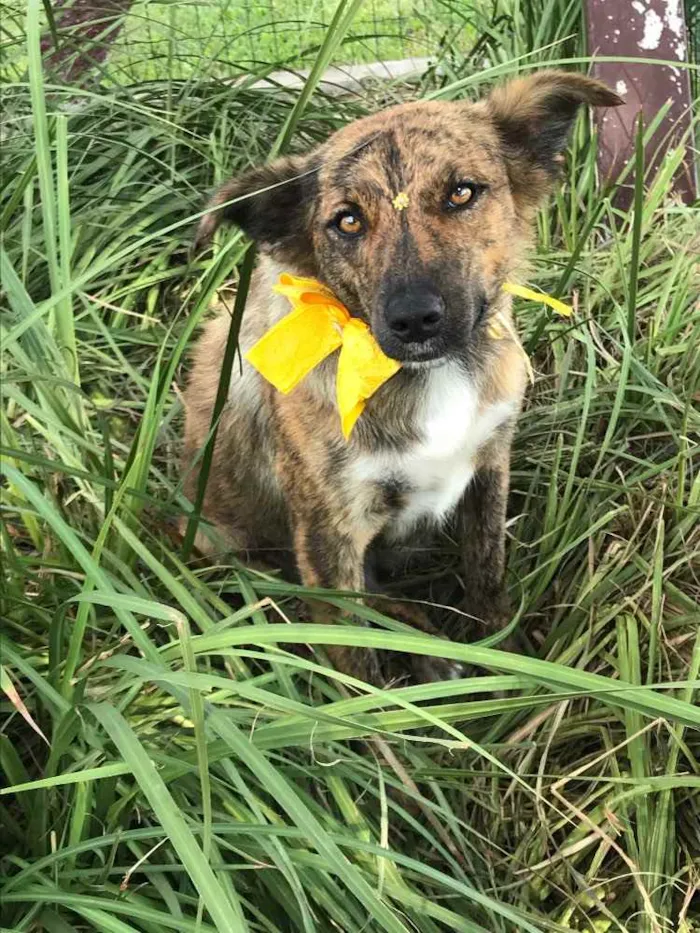 Cachorro ra a Sem Raça Definida idade 1 ano nome LOBINHA