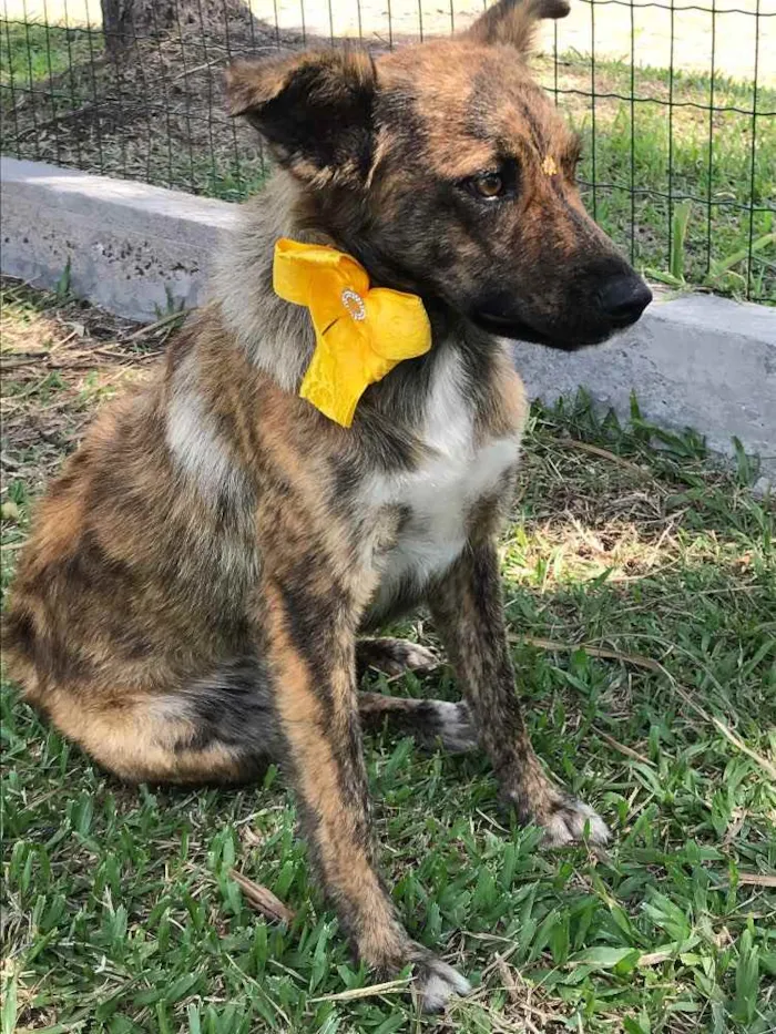 Cachorro ra a Sem Raça Definida idade 1 ano nome LOBINHA