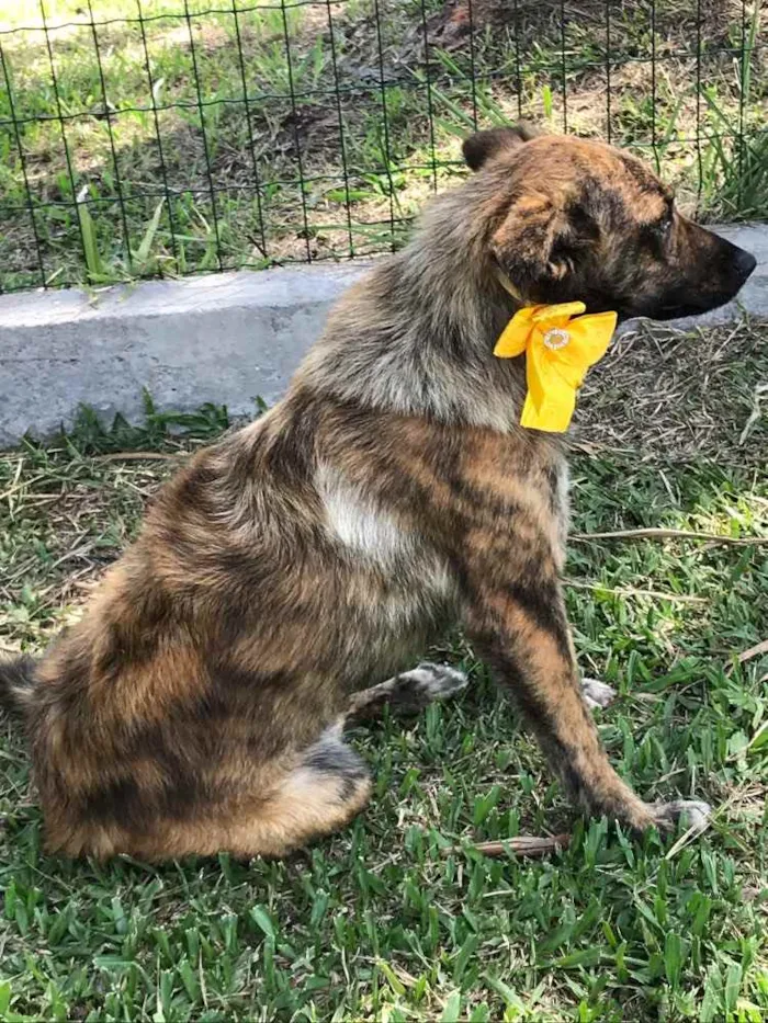 Cachorro ra a Sem Raça Definida idade 1 ano nome LOBINHA