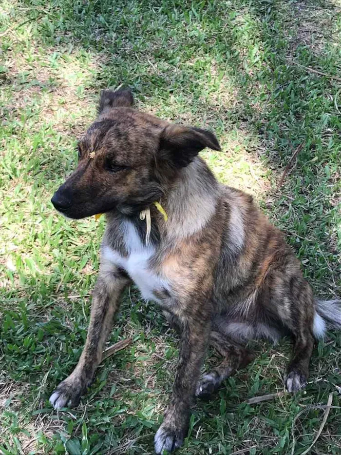 Cachorro ra a Sem Raça Definida idade 1 ano nome LOBINHA