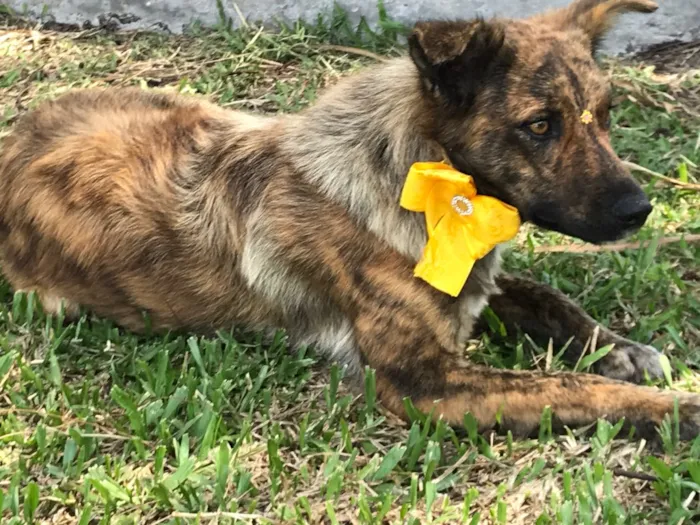 Cachorro ra a Sem Raça Definida idade 1 ano nome LOBINHA