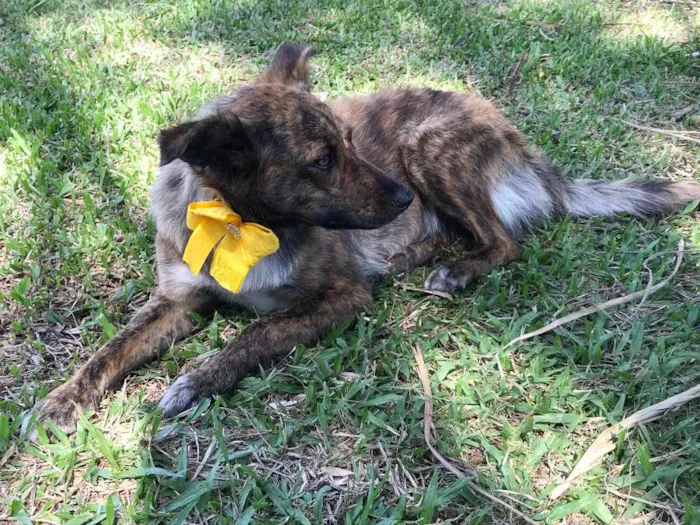 Cachorro ra a Sem Raça Definida idade 1 ano nome LOBINHA