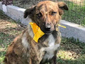 Cachorro raça Sem Raça Definida idade 1 ano nome LOBINHA