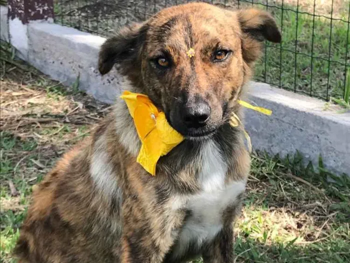 Cachorro ra a Sem Raça Definida idade 1 ano nome LOBINHA