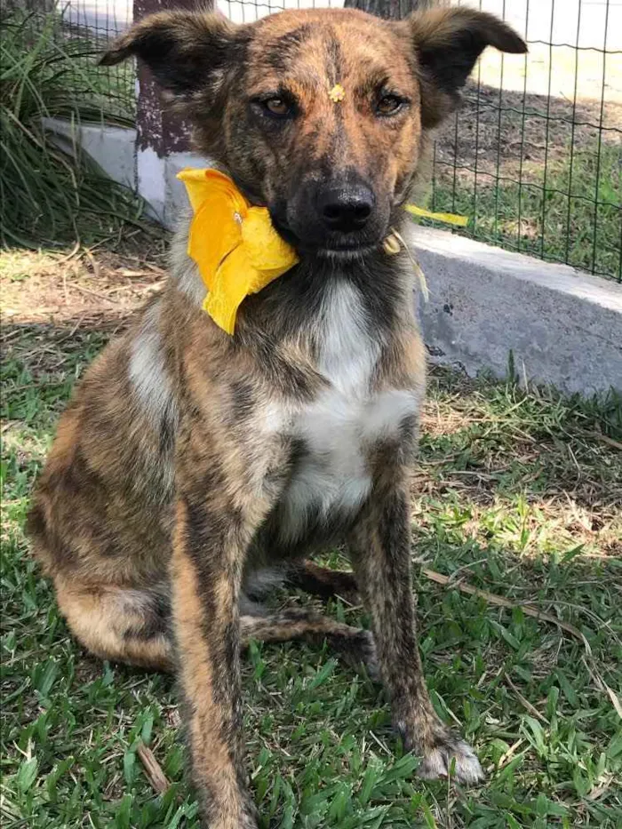 Cachorro ra a Sem Raça Definida idade 1 ano nome LOBINHA