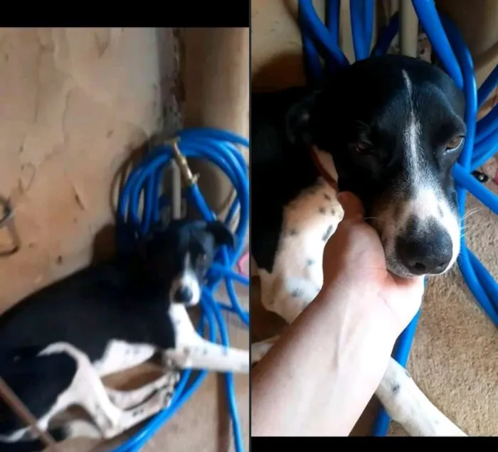 Cachorro ra a Vira Lata idade 1 ano nome Apolo