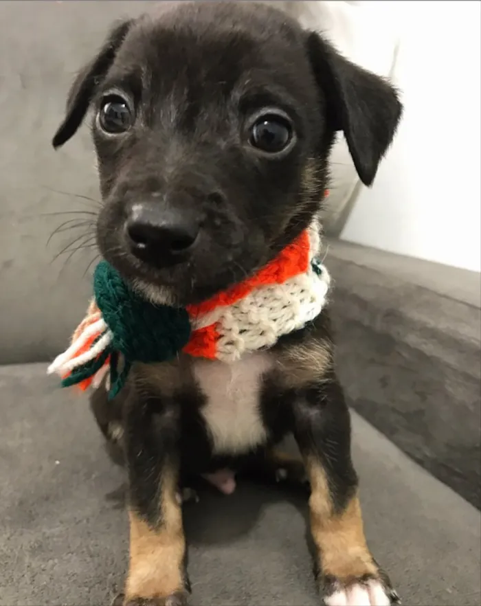Cachorro ra a Sem Raça Definida idade Abaixo de 2 meses nome ZECA