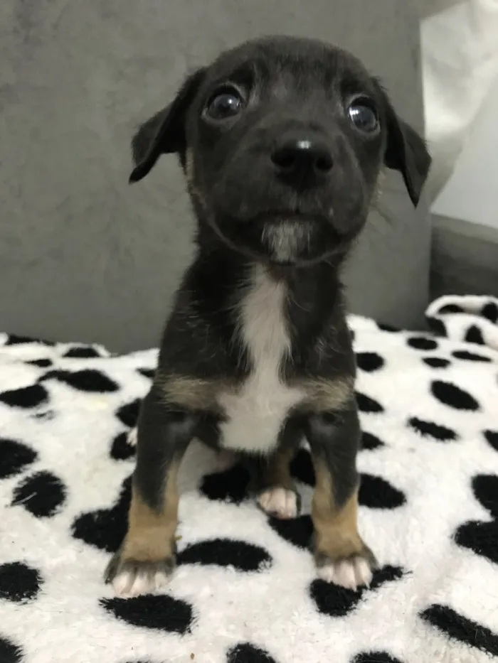 Cachorro ra a Sem Raça Definida idade Abaixo de 2 meses nome ZECA