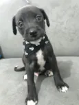ELVIS