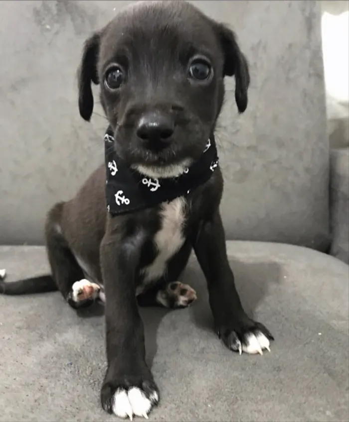 Cachorro ra a Sem raça definida idade Abaixo de 2 meses nome ELVIS