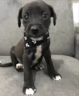 ELVIS