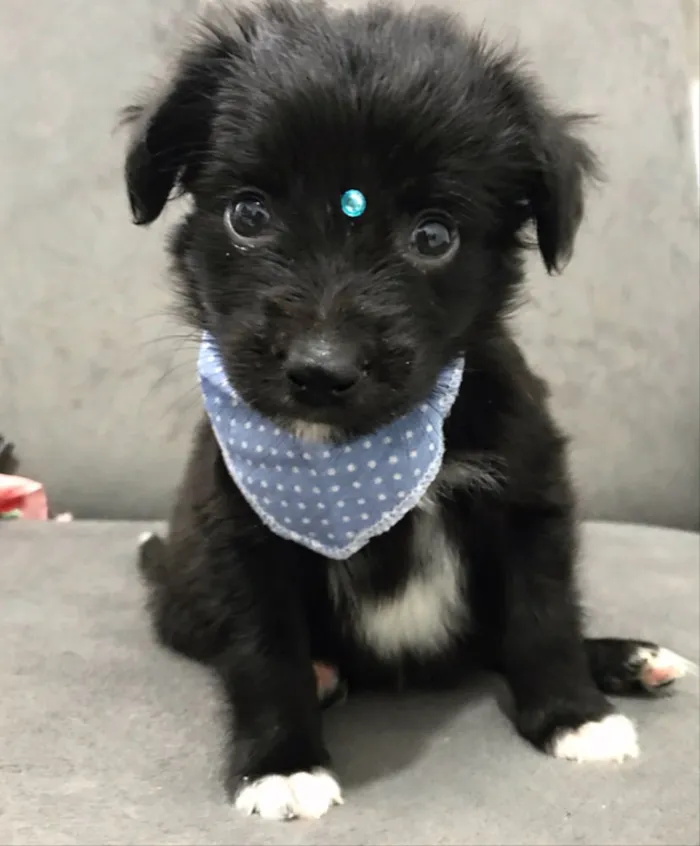 Cachorro ra a Sem Raça Definida  idade Abaixo de 2 meses nome BABU