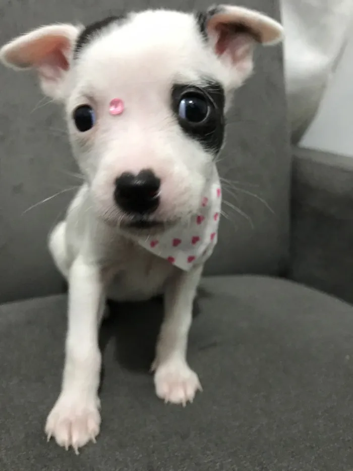 Cachorro ra a Sem raça definida  idade Abaixo de 2 meses nome LOVE