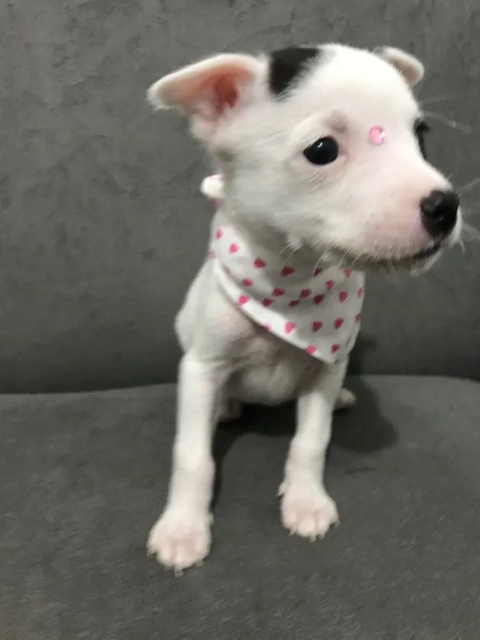 Cachorro ra a Sem raça definida  idade Abaixo de 2 meses nome LOVE