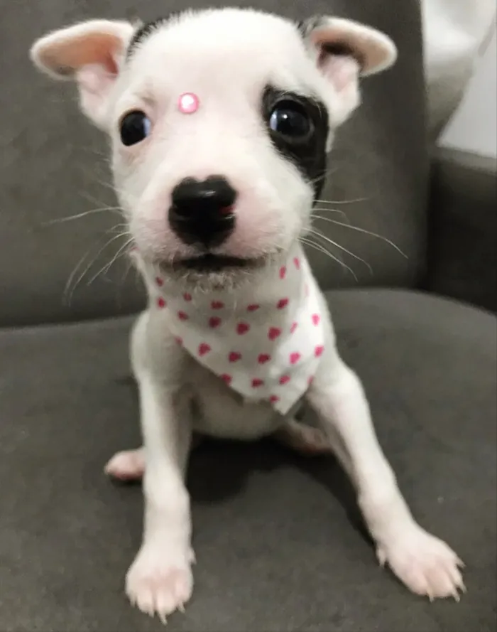 Cachorro ra a Sem raça definida  idade Abaixo de 2 meses nome LOVE