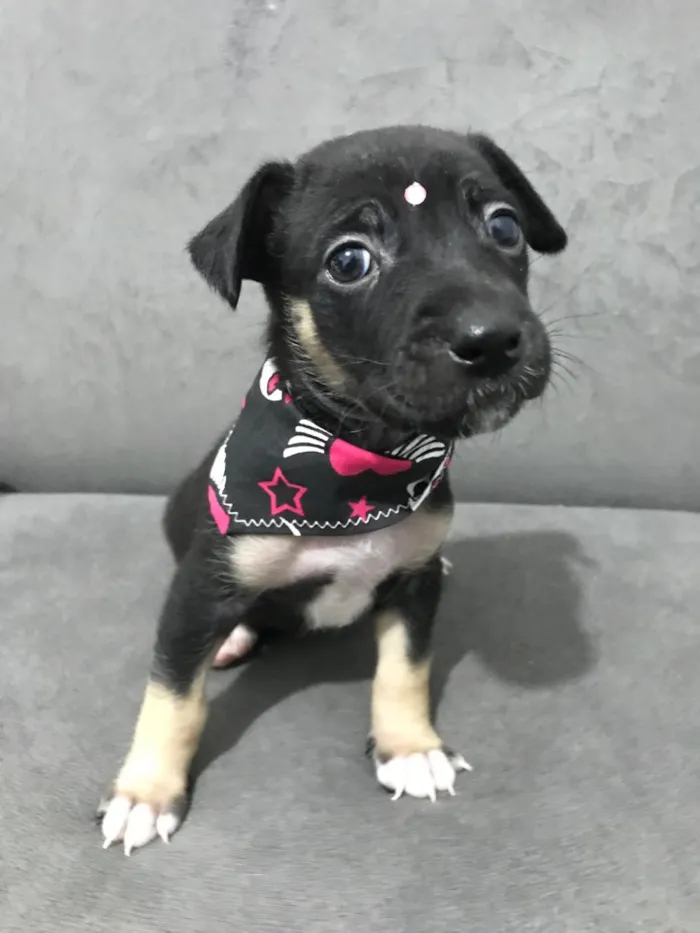 Cachorro ra a Sem raça definida idade Abaixo de 2 meses nome LOLA