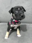 LOLA