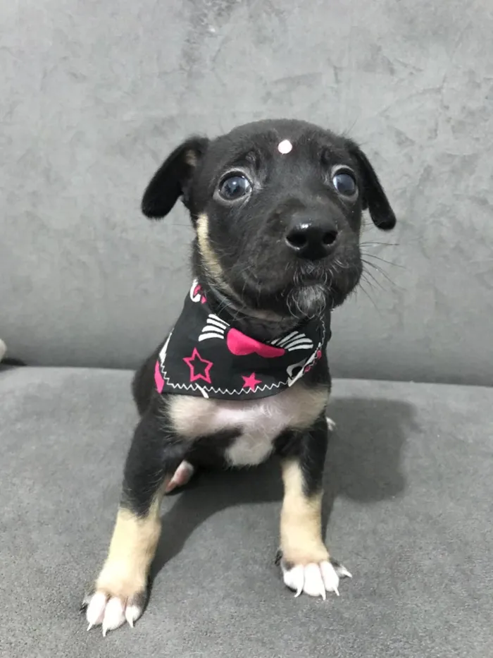 Cachorro ra a Sem raça definida idade Abaixo de 2 meses nome LOLA