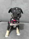 LOLA