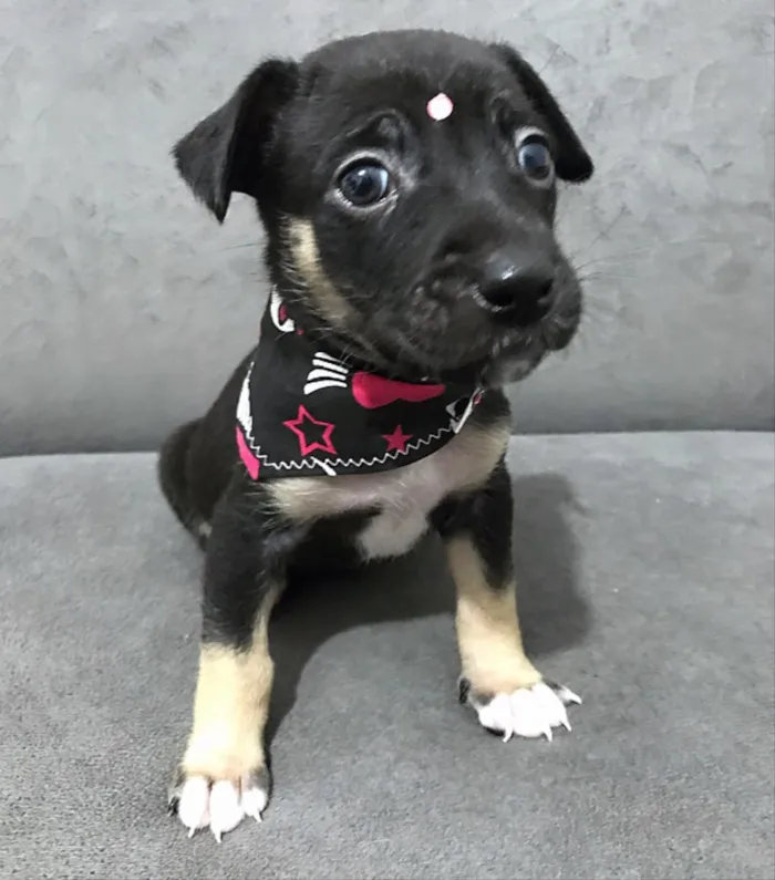 Cachorro ra a Sem raça definida idade Abaixo de 2 meses nome LOLA