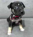 LOLA