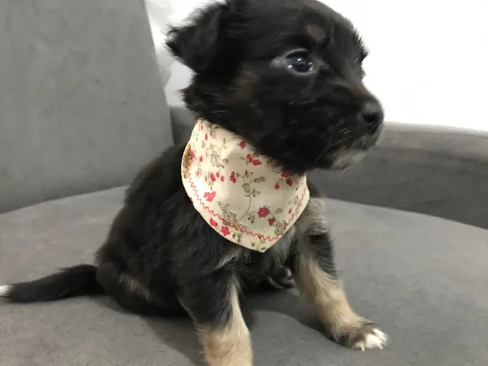 Cachorro ra a Sem raça definida idade Abaixo de 2 meses nome TAMPINHA 