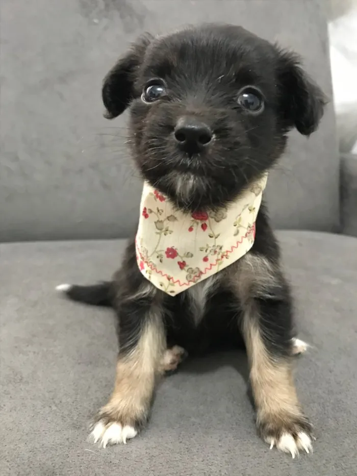 Cachorro ra a Sem raça definida idade Abaixo de 2 meses nome TAMPINHA 