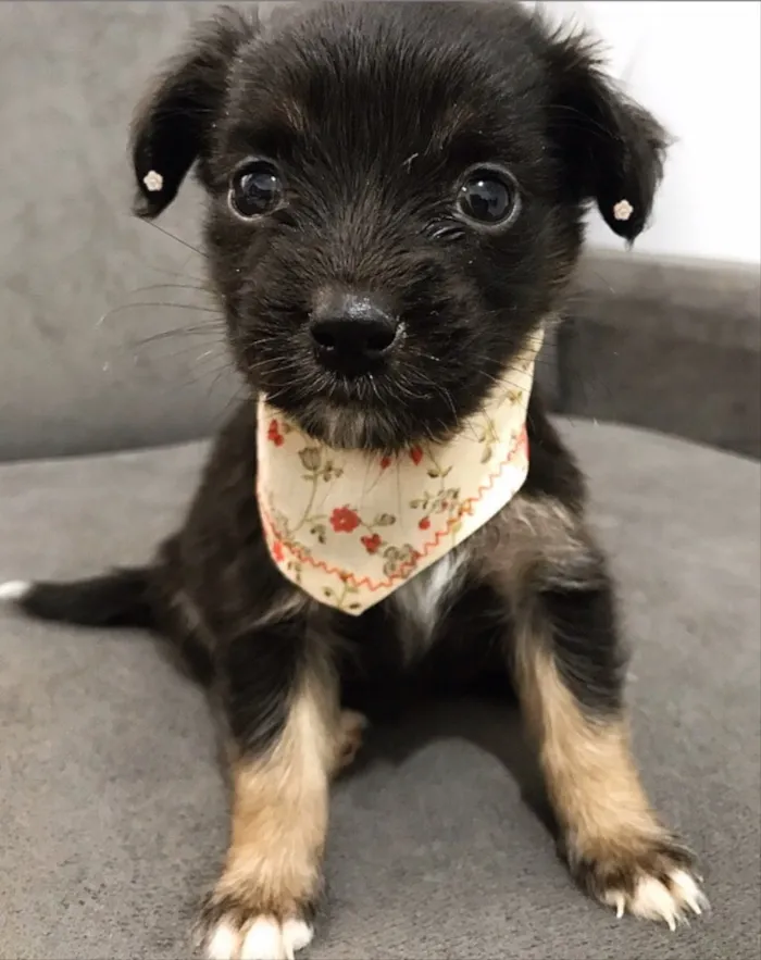 Cachorro ra a Sem raça definida idade Abaixo de 2 meses nome TAMPINHA 