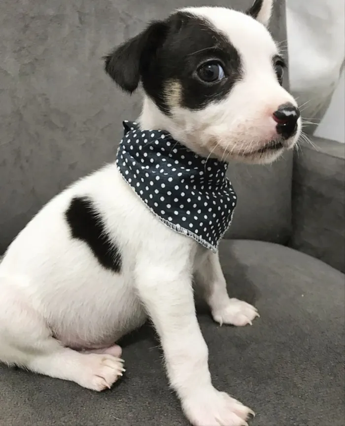 Cachorro ra a Sem raça definida idade Abaixo de 2 meses nome JUNIOR