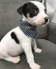 JUNIOR