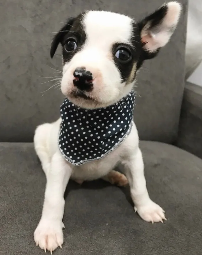 Cachorro ra a Sem raça definida idade Abaixo de 2 meses nome JUNIOR